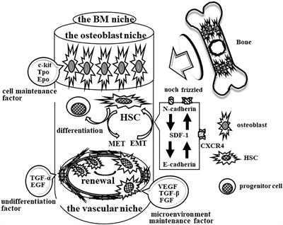 Immune Aging and How It Works for Inflammation and Fibrosis